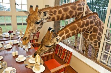 завтрак с жирафвми
