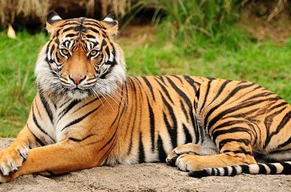 Азиатские тигры. Сингапур — Куала — Лумпур