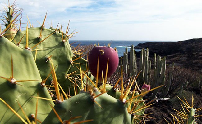 kaktus - Природа Испании
