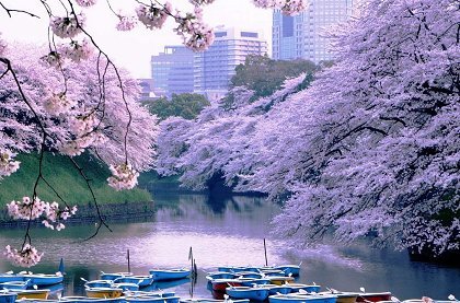 Поездка в Японию в момент цветения сакуры