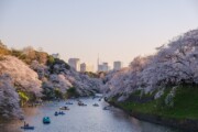 yu kato I71UerLsN k unsplash 180x120 - Поездка в Японию в момент цветения сакуры